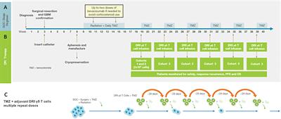 Adoptive cell therapy for high grade gliomas using simultaneous temozolomide and intracranial mgmt-modified γδ t cells following standard post-resection chemotherapy and radiotherapy: current strategy and future directions